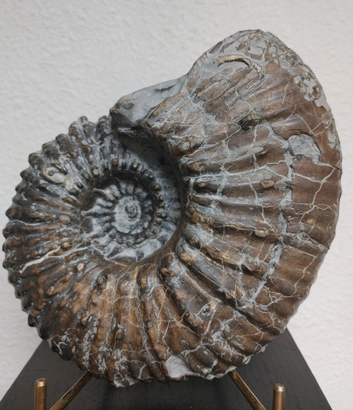 2025年最新】Yahoo!オークション -アンモナイト化石の中古品