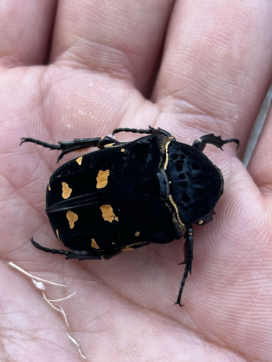 2025年最新】カナブンに関する商品一覧 - Yahoo!オークション