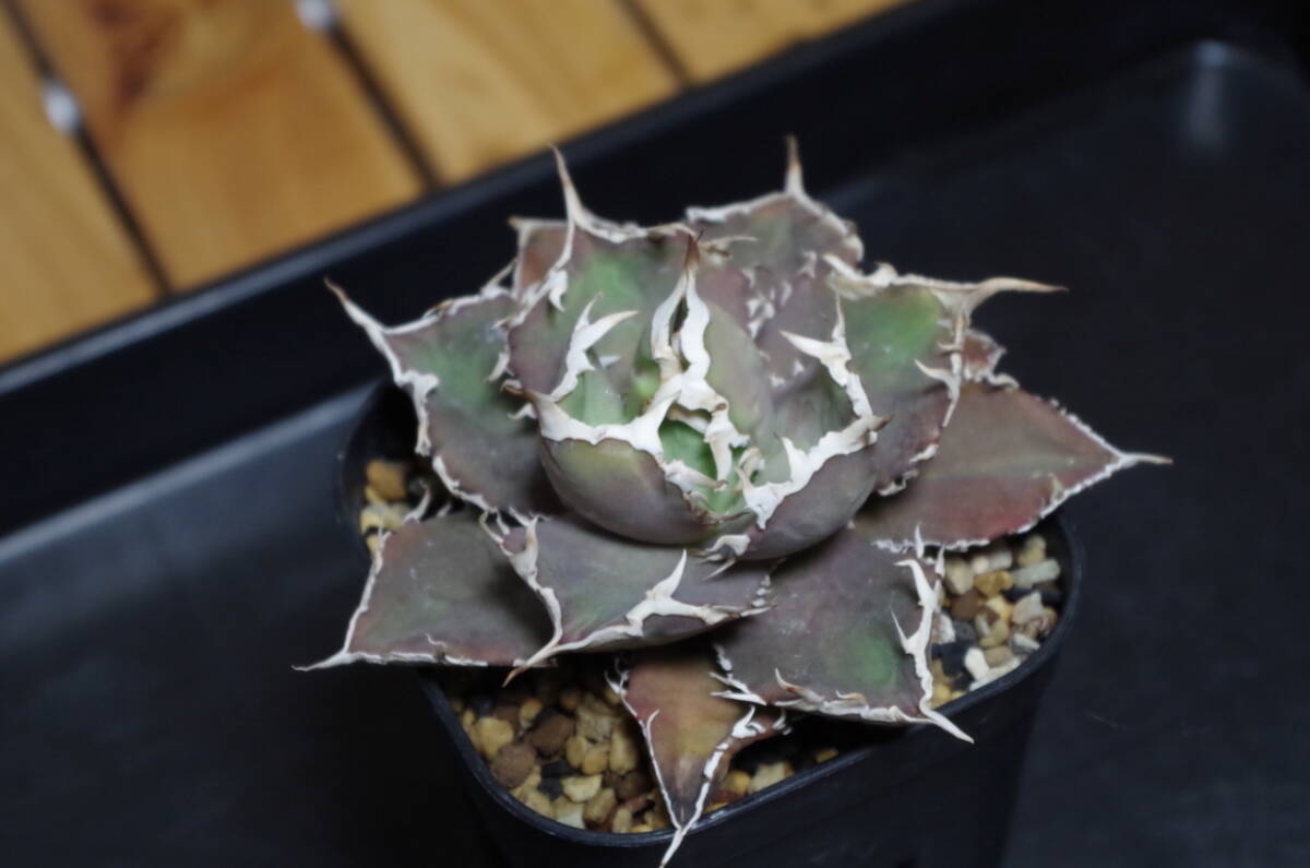 烈焔　アガベ　極上強棘　烈炎 烈焔 アガベ 極上強棘 烈炎