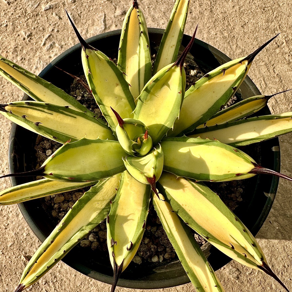 アガベ マクロアカンサ錦 中縞斑　　大株 fit=scale-down,w=1200