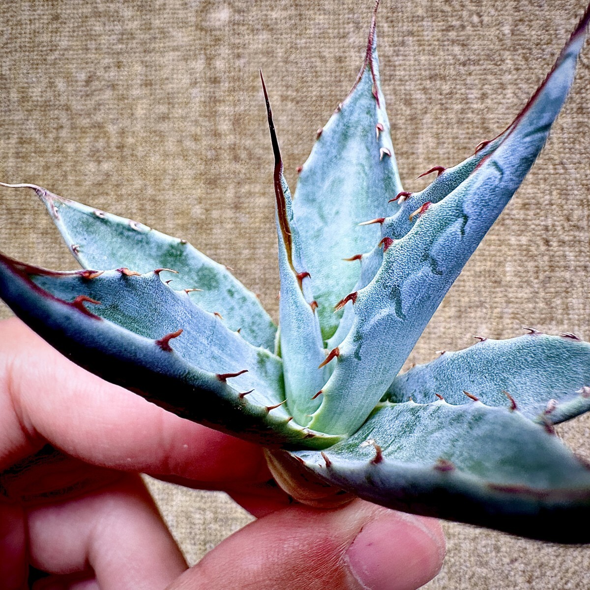 Ｆ・Ｌ・Ｙ・フォンタネ、花、超希少、新品額付、状態良好 Yahoo!オークション -「ƒxƒŒƒcƒ„」(花、園芸) の落札相場・落札価格