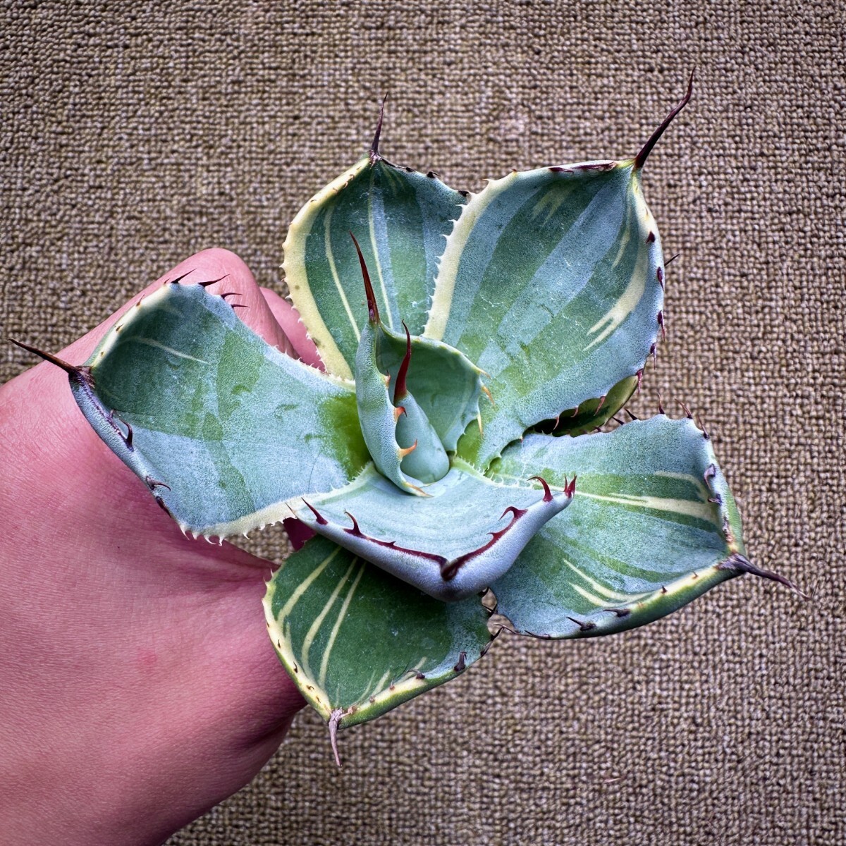 【希少】子株出品オバティカータ　パリートランカータ✖️オバティフォリア 2025年最新】パリーハイブリッドの人気アイテム - メルカリ