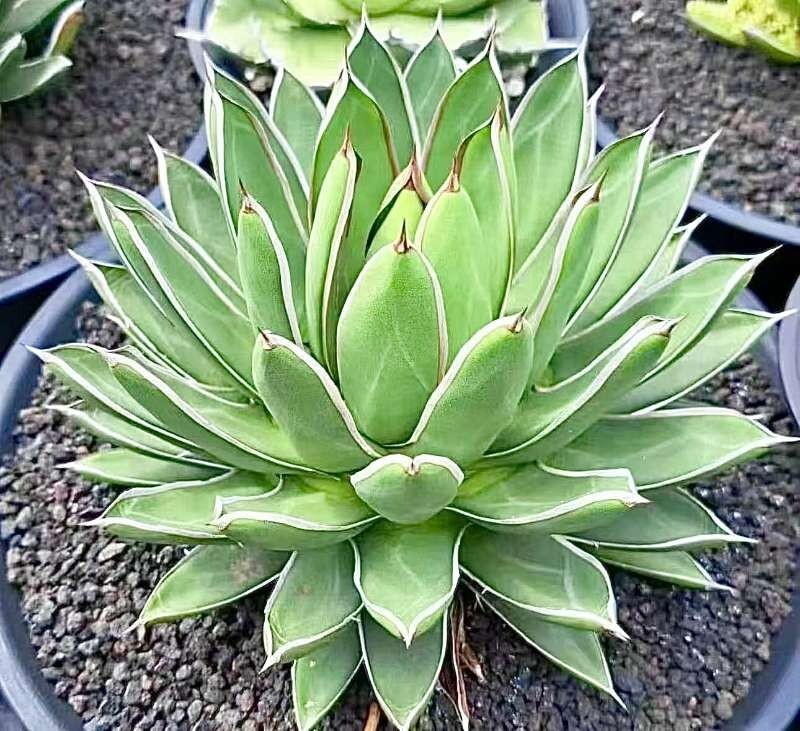 アガベ　ハイブリッド　Ts001GREX レア株 ハイブリッドアガベ | STORES