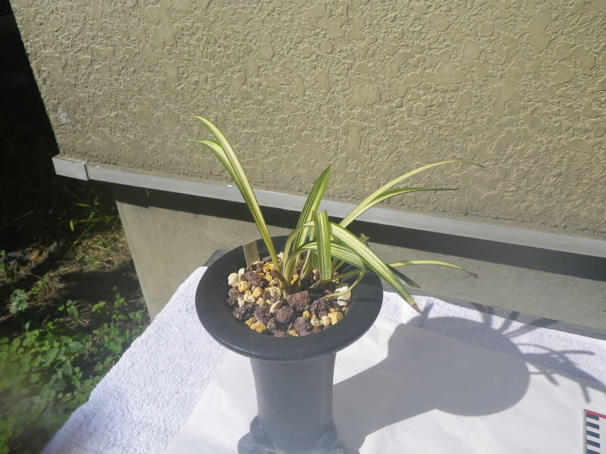 春蘭　韓国春蘭　力和 2025年最新】春蘭と韓国春蘭をお探しの方へ | 人気商品多数