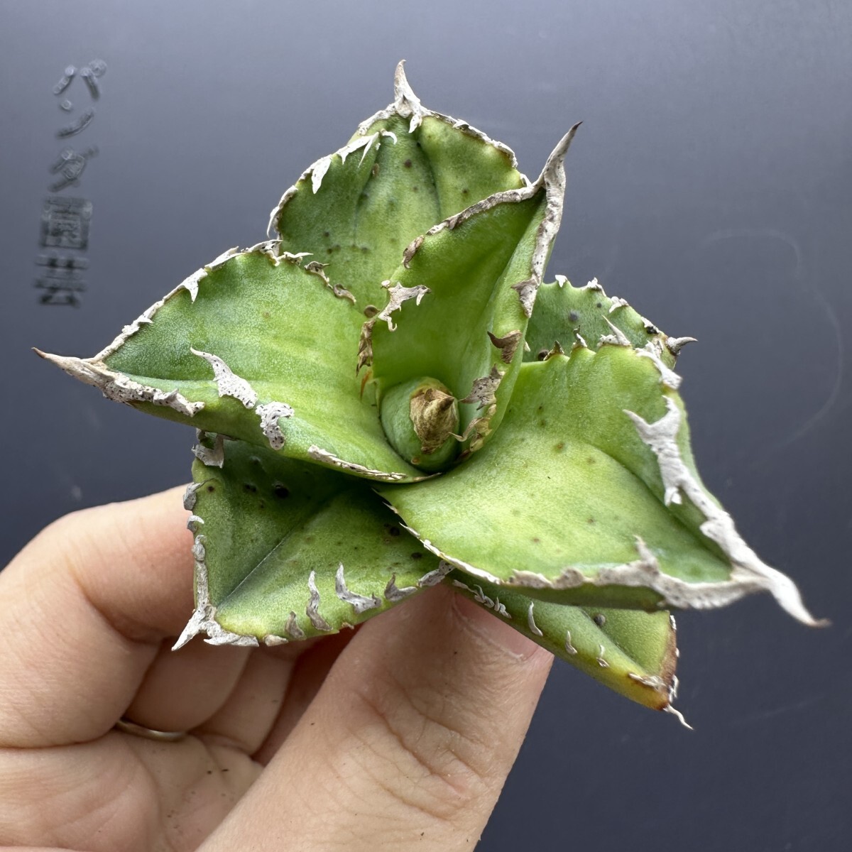 F30 【パンダ園芸】多肉植物アガベ agave チタノタ　強棘霸王竜（sp新種）台湾輸入発根済み アガベ チタノタ Agave Titanota 多肉植物｜Yahoo!フリマ（旧PayPay
