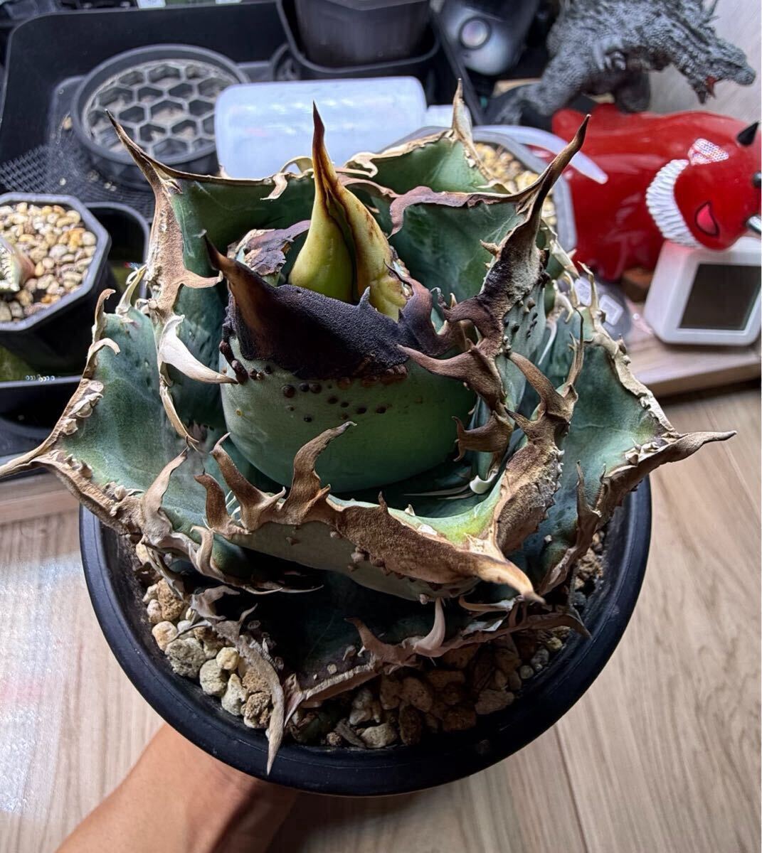 アガベ チタノタブルー　ブツブツ系 縦ライン アガベ チタノタブルー ブツブツ系 縦ライン