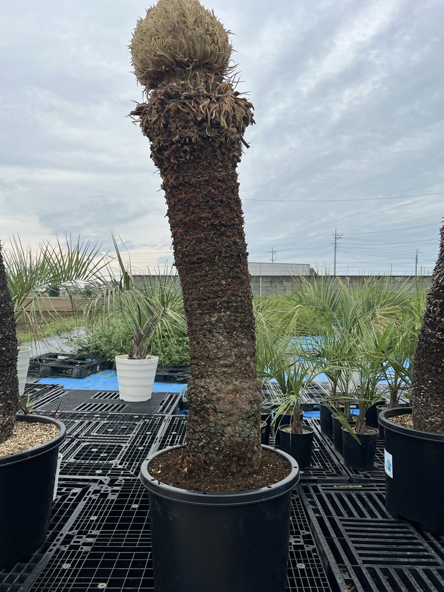 ようちきりん　ソテツ　極太大株　送料込価格　ココスヤシ ようちきりん様専用 ソテツ 極太大株 送料込価格 ココスヤシ