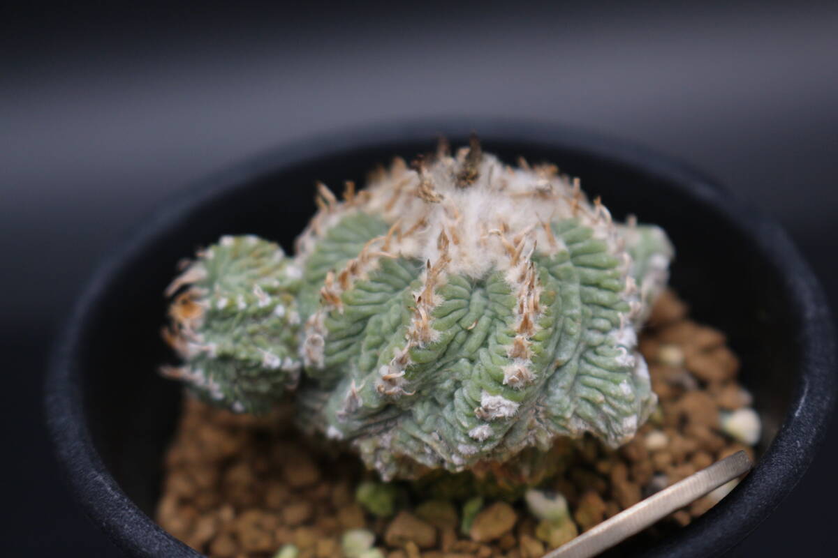 Yahoo!オークション -「サボテン花籠」(花、園芸) の落札相場