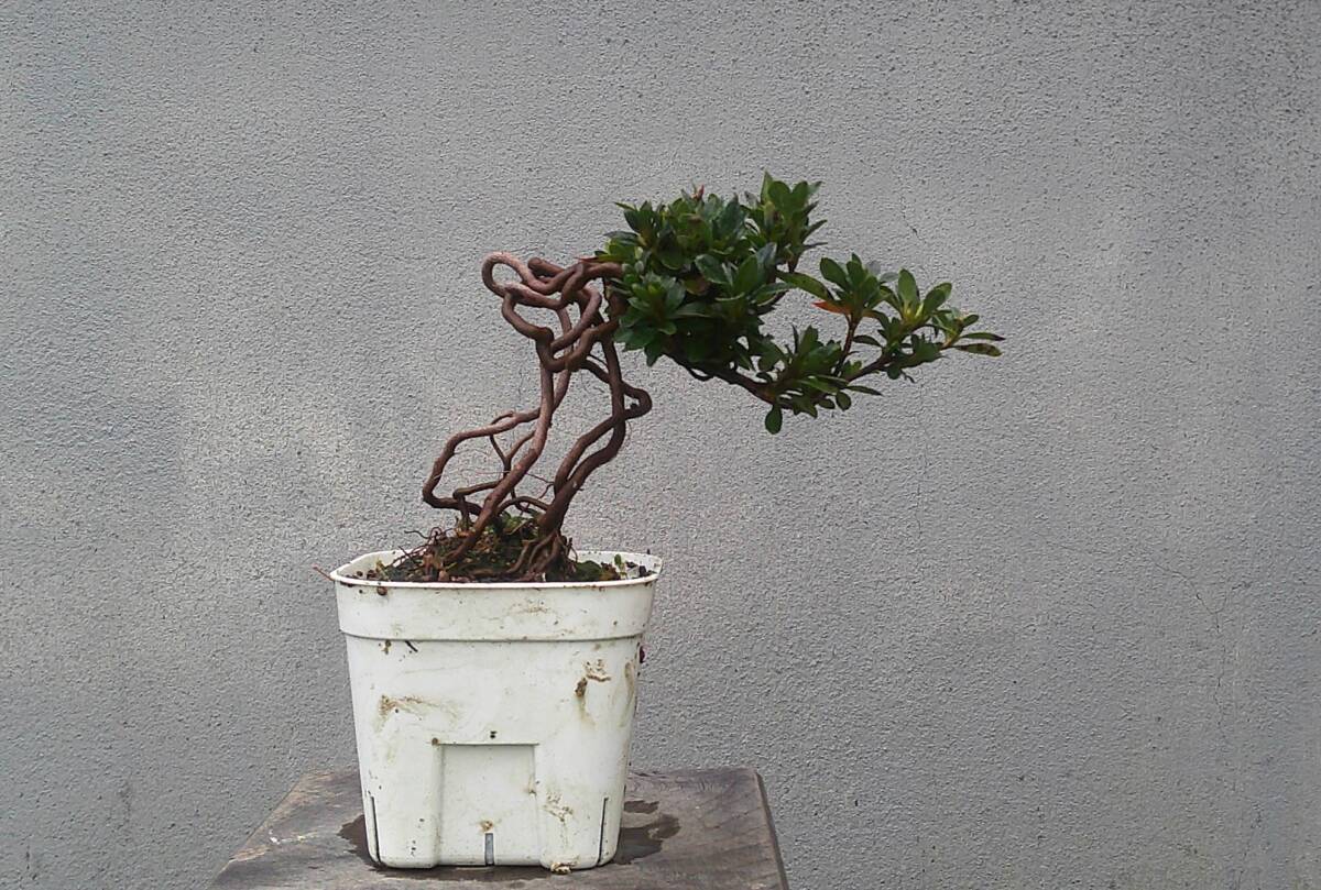 多幹の盆栽 グレー鉢皐月 多幹の盆栽 グレー鉢皐月 Yahoo!オークション - 【太幹】皐月