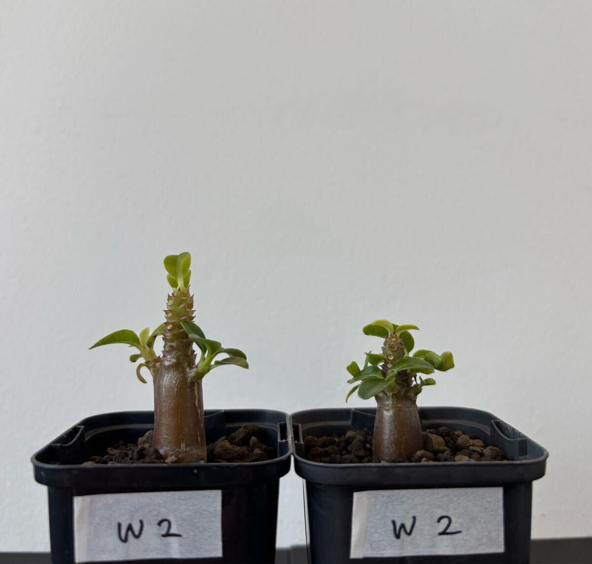 Yahoo!オークション -「パキポディウム ウィンゾリー」の落札