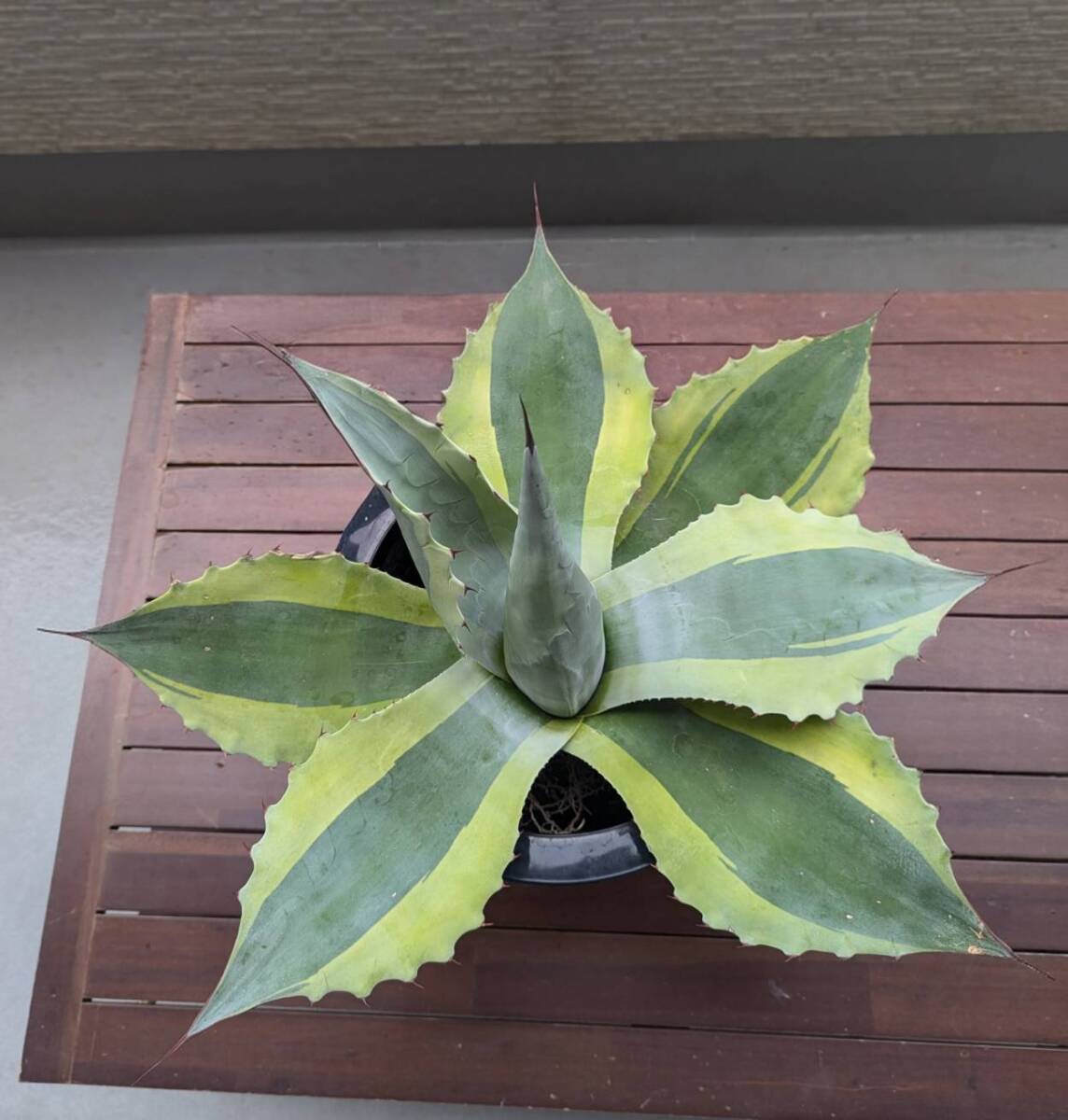 2025年最新】Yahoo!オークション -オバティフォリアオルカの中古