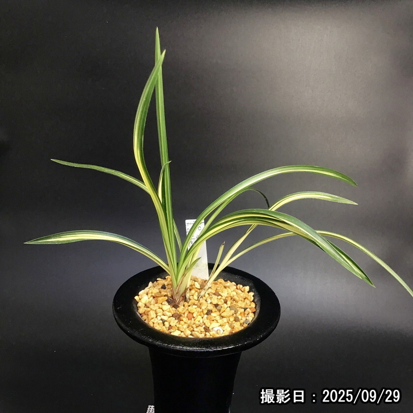 2025年最新】Yahoo!オークション -春蘭 金閣宝(花、園芸)の中古品