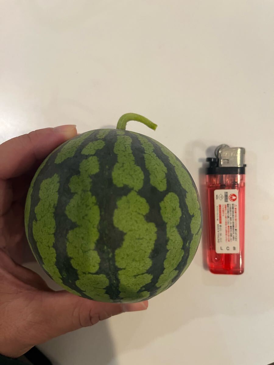 すいかページ 2025年最新】Yahoo!オークション -すいか 西瓜の中古品・新品