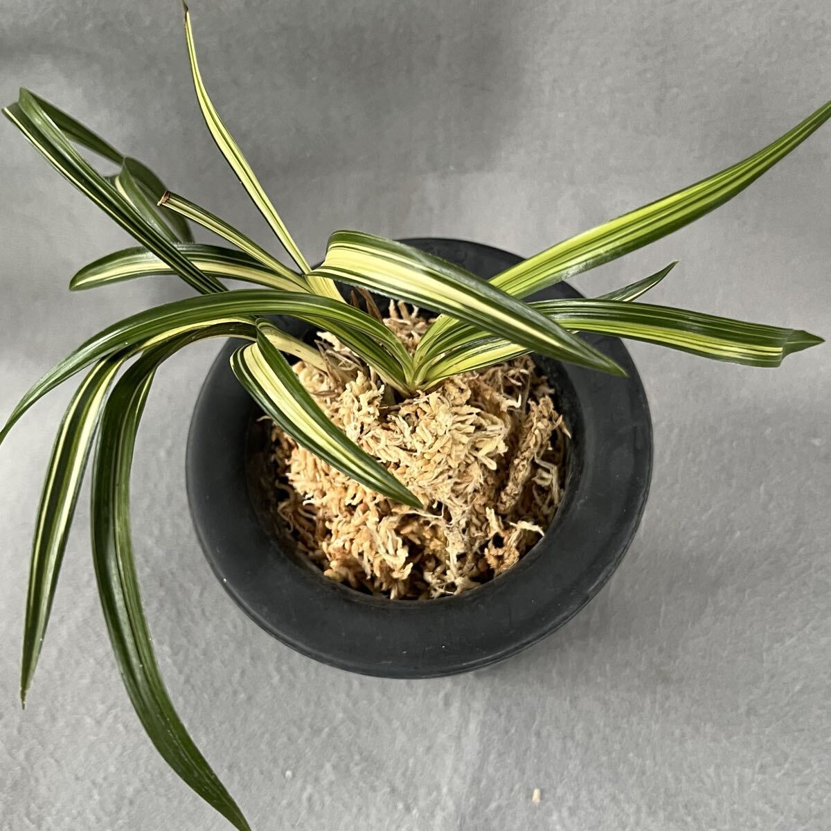 2025年最新】中国春蘭の鉢植えならここ！エレガントなランを探す