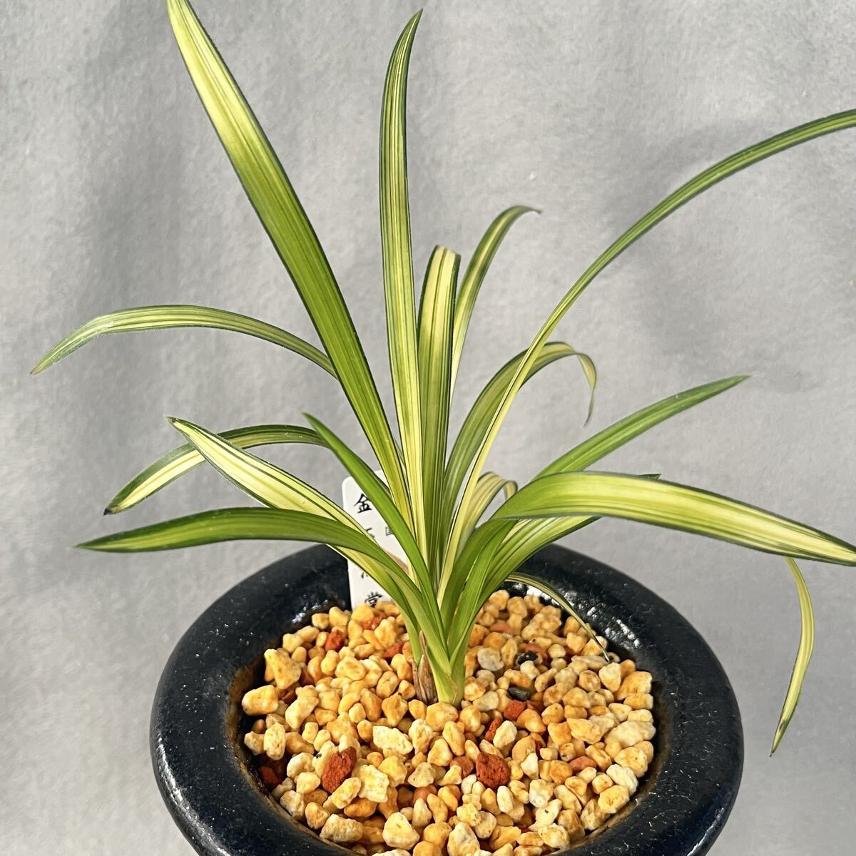 春蘭　韓国春蘭　日本春蘭　緑王No.2 春蘭 韓国春蘭 日本春蘭 緑王No.2