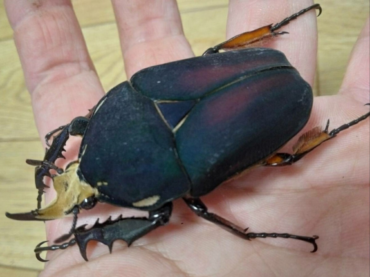 Yahoo!オークション -「ウガンデンシス」(その他) (虫類)の落札