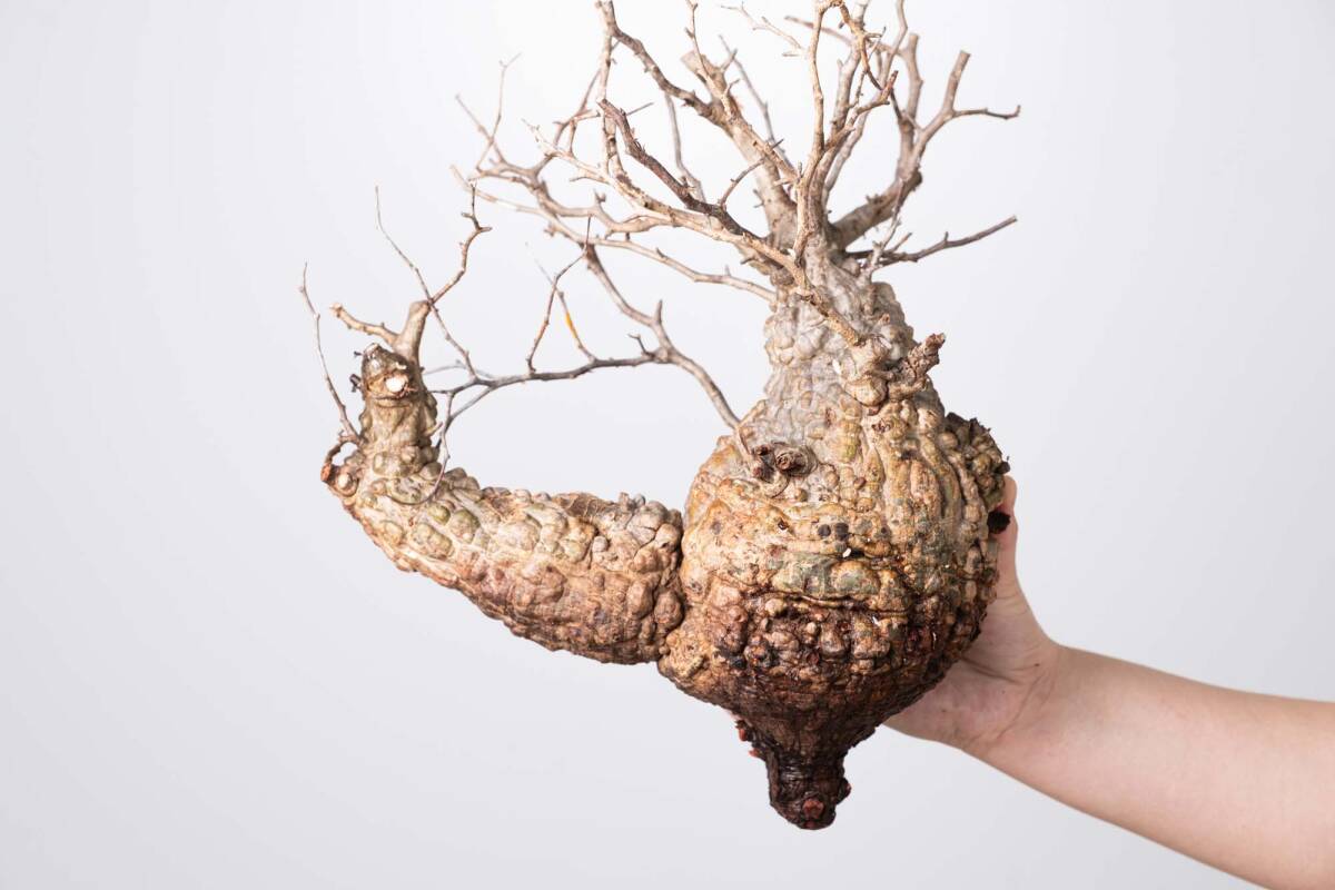 【2時間限定セール】 FP22 オペルクリカリア パキプス ベアルート株 2時間限定セール】 FP22 オペルクリカリア パキプス ベアルート