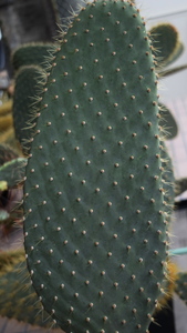 【特大サイズ】★ 金トゲ ガラパゴス ウチワサボテン   特大カット苗 長さ 約35cm 1本 ★