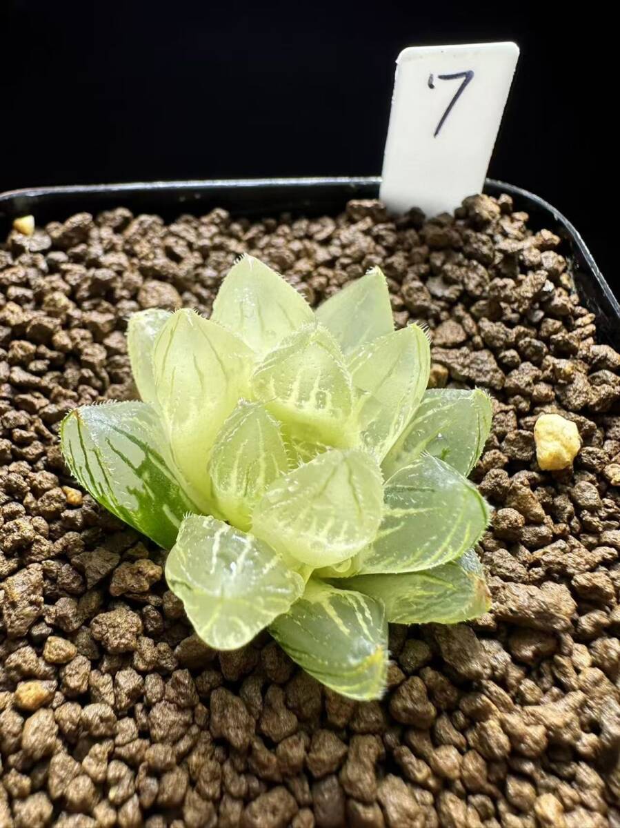 Yahoo!オークション -「ベヌスタ錦」(観葉植物) の落札相場・落札価格