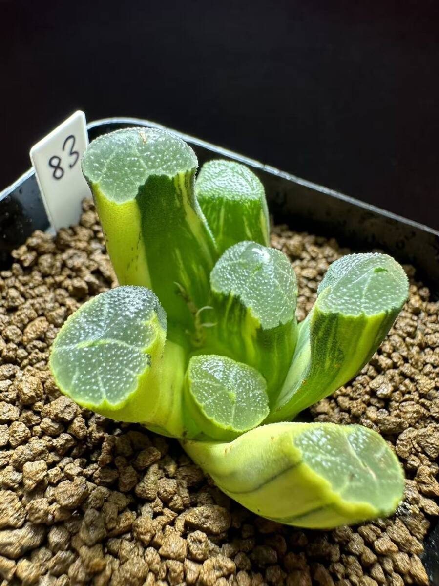 Yahoo!オークション -「ハオルチア万象錦」の落札相場・落札価格