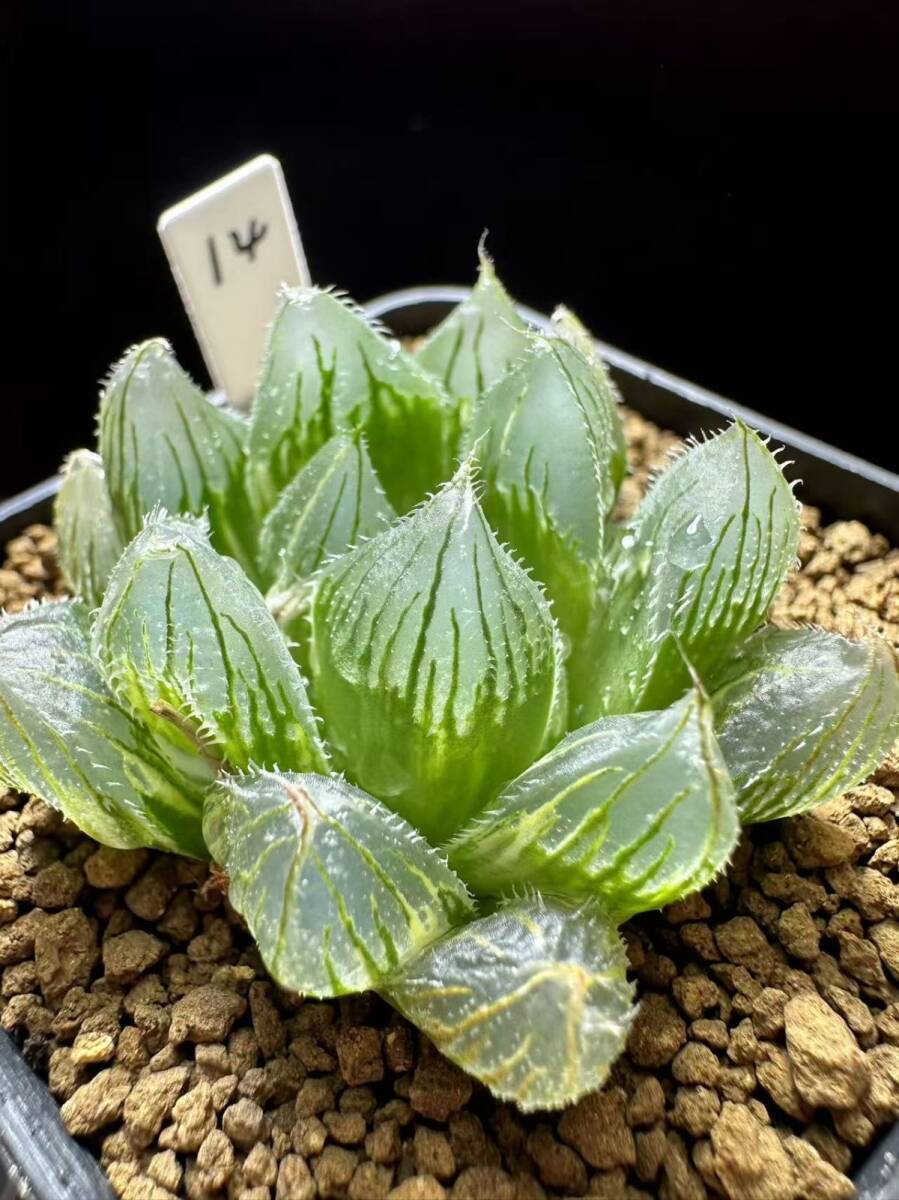 Yahoo!オークション -「ベヌスタ錦」(観葉植物) の落札相場