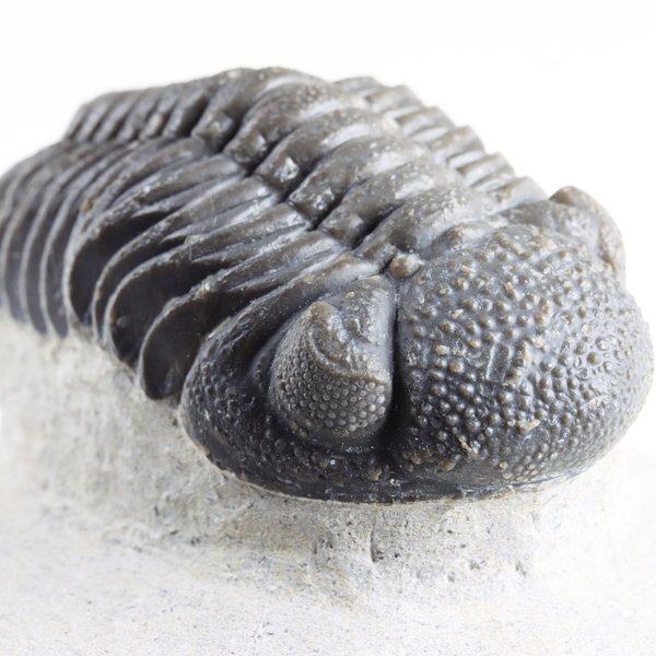 三葉虫化石の値段と価格推移は？｜317件の売買データから三