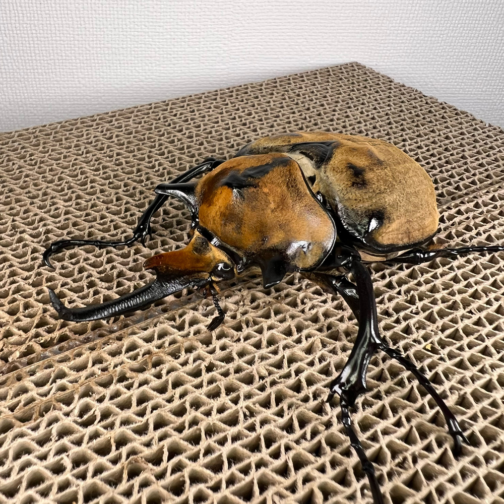美品　ノゲイラゾウカブト♂標本 ☆セール！ノゲイラゾウカブト♂98mm標本☆ - INSECT ULTIMA