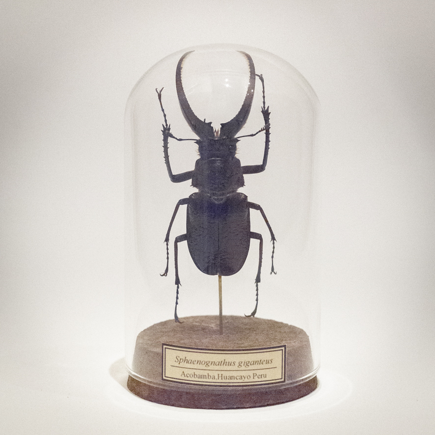 2025年最新】Yahoo!オークション -クワガタ(アンティーク