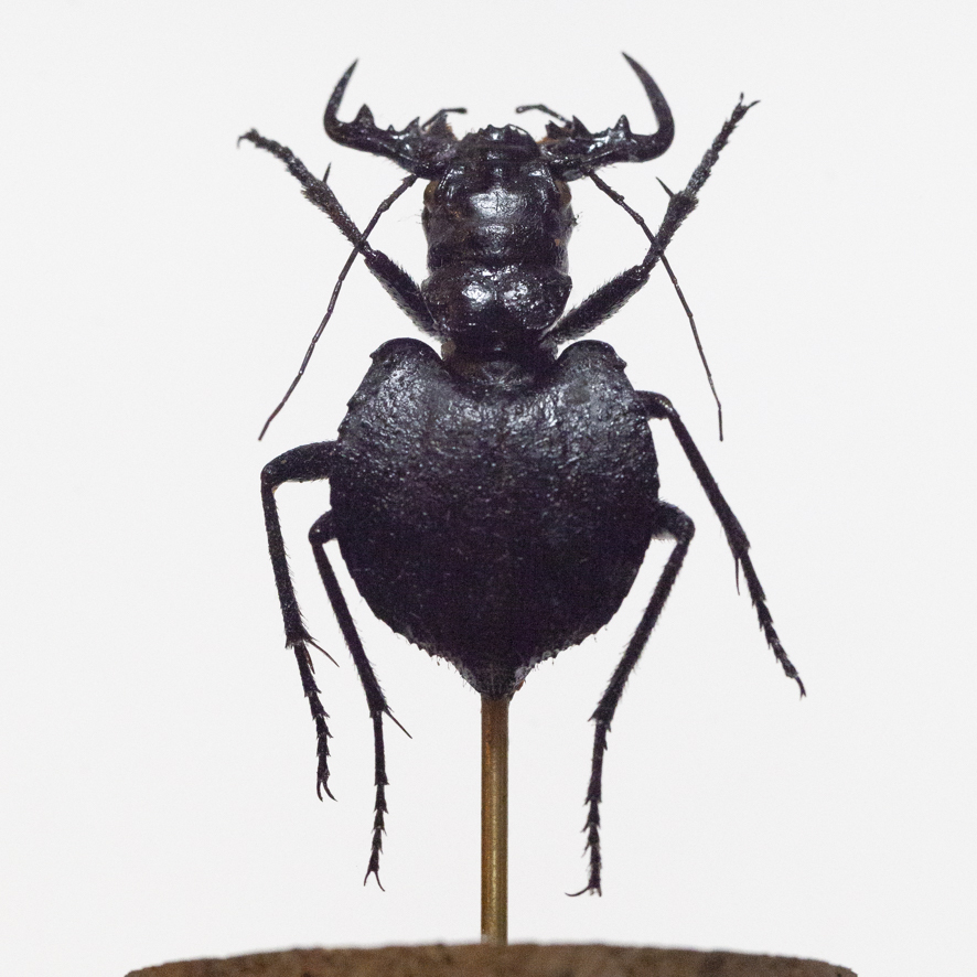 昆虫標本 クワガタ カミキリ ハンミョウ テントウムシ ゾウムシ 等 2025年最新】Yahoo!オークション -ハンミョウ 標本の中古品