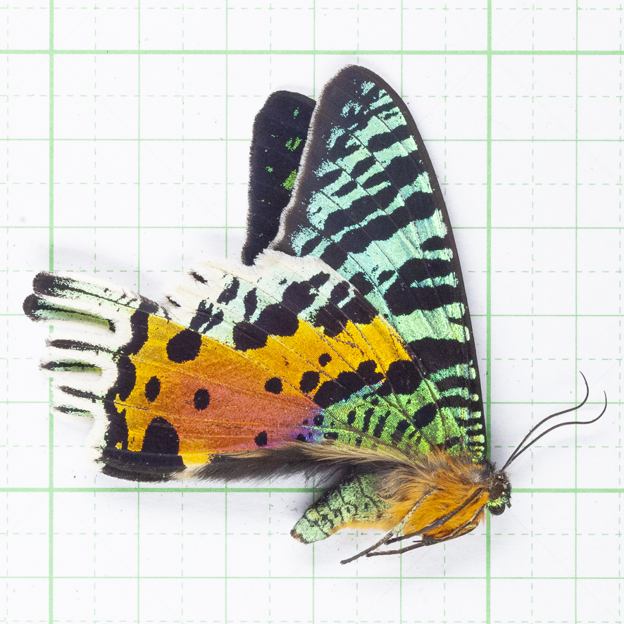 2025年最新】Yahoo!オークション -オオツバメガの中古品・新品