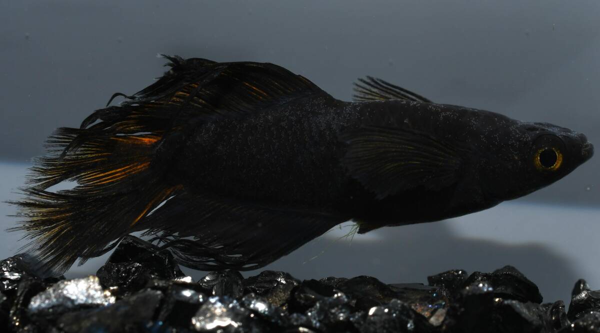 北辻×クラミツハ玄　5匹　ヒカリ体型　北辻　鰭長スワロー 福岡県京都郡で、独特な交配で\"五式Type-R God\"をベースにした魅力的な