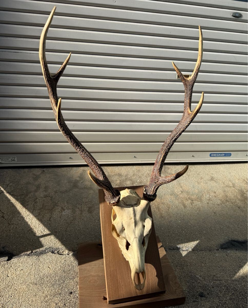 2025年最新】Yahoo!オークション -鹿の角 置物の中古品・新品