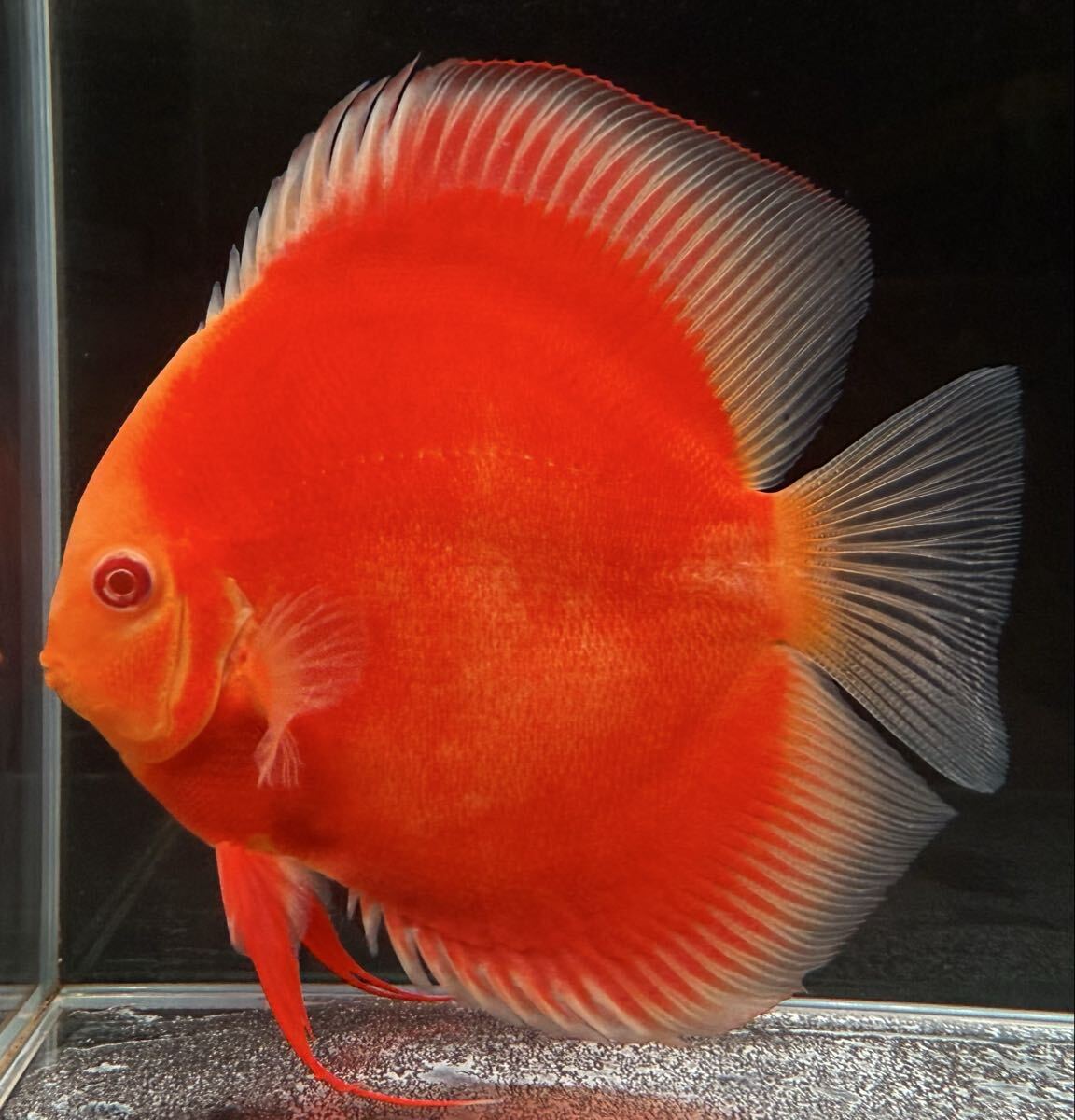 【極上】お正月大特価スタート！！　アルビノ・レッドゴールデンダイヤモンド・ホワイトトリム　産卵確認済ペア