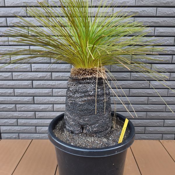 クサントロエア　グラウカ　ブラックボーイ 楽天市場】幹が大変太いです【現品・現物】通称：ブラックボーイ(Black