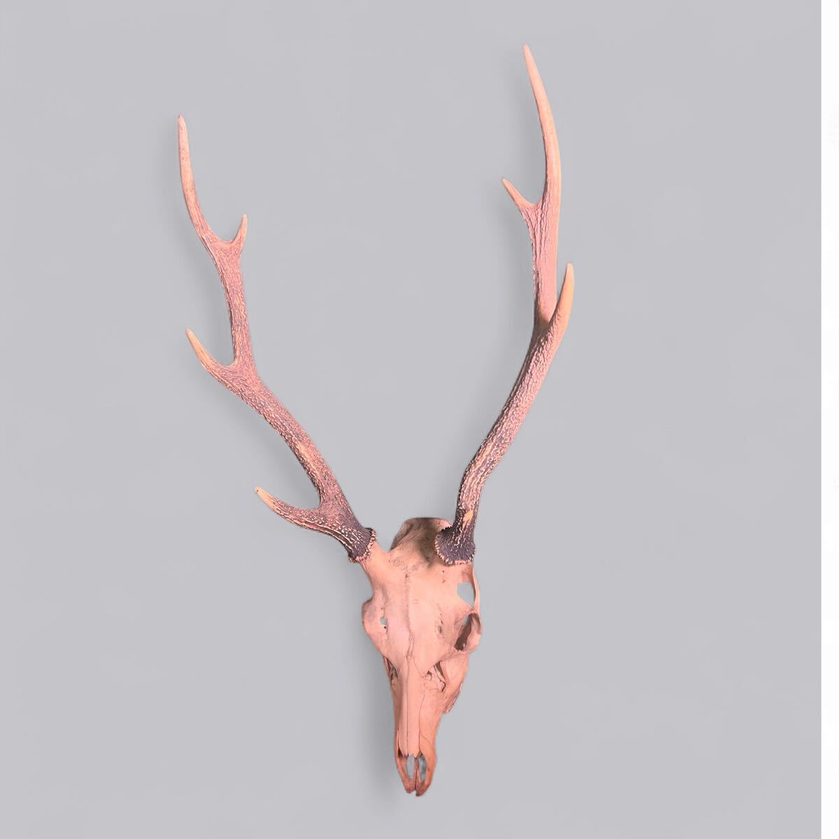 2025年最新】Yahoo!オークション -鹿 頭蓋骨の中古品・新品・未