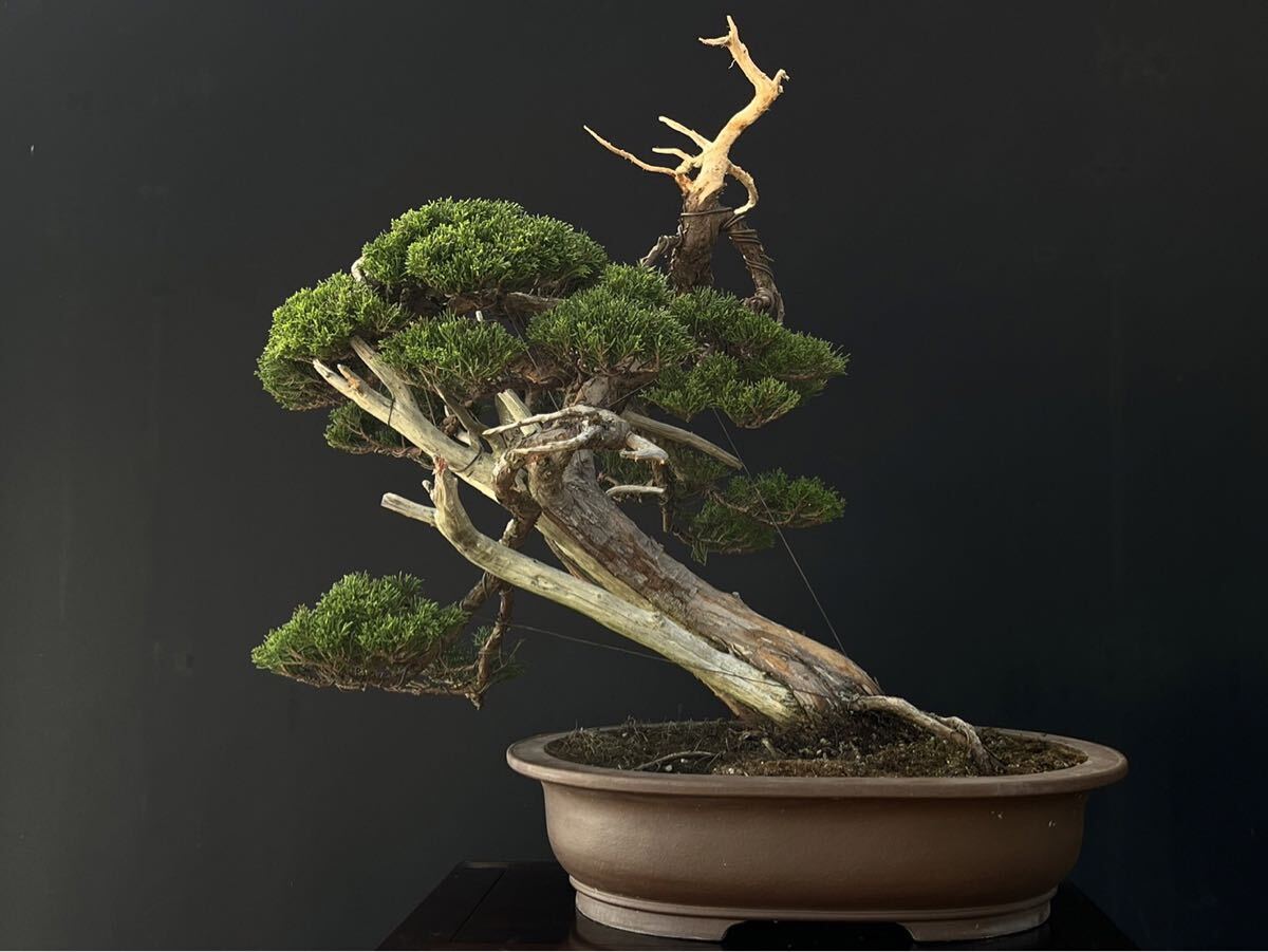 よ*し様 [サービスオークション盆栽]真柏/小品 楽天市場】糸魚川真柏 小品盆栽 （いよじ園） : いよじ園 楽天市場店