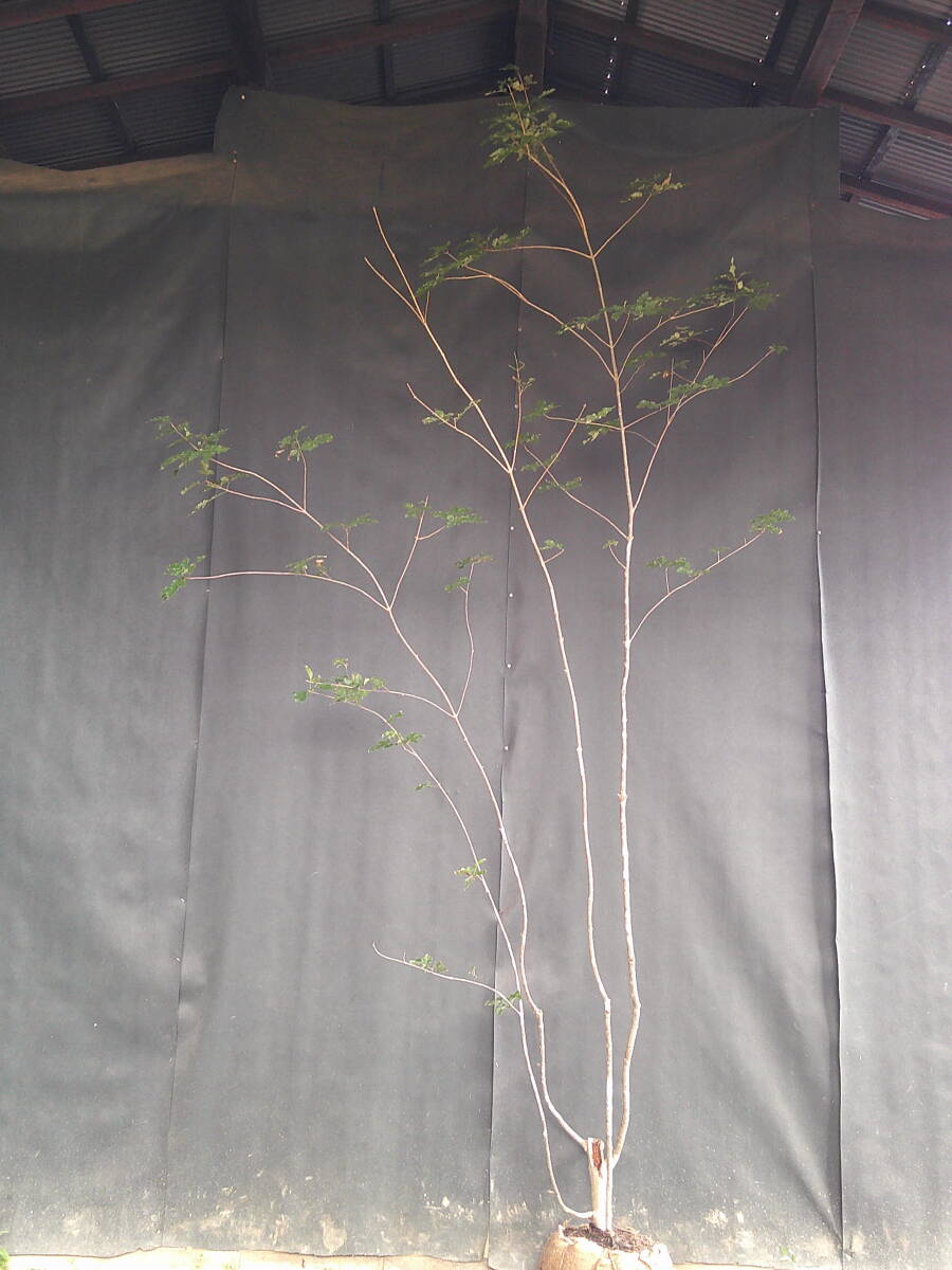 9.23まで山採りアオダモ　AO5 H150cm W70cm 山採りアオダモ。 91 山採り アオダモ