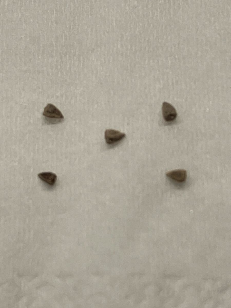 希少種子 ユーフォルビア ブラウンシー 種子20粒 Yahoo!オークション -「ユーフォルビア 種子」(観葉植物) の落札