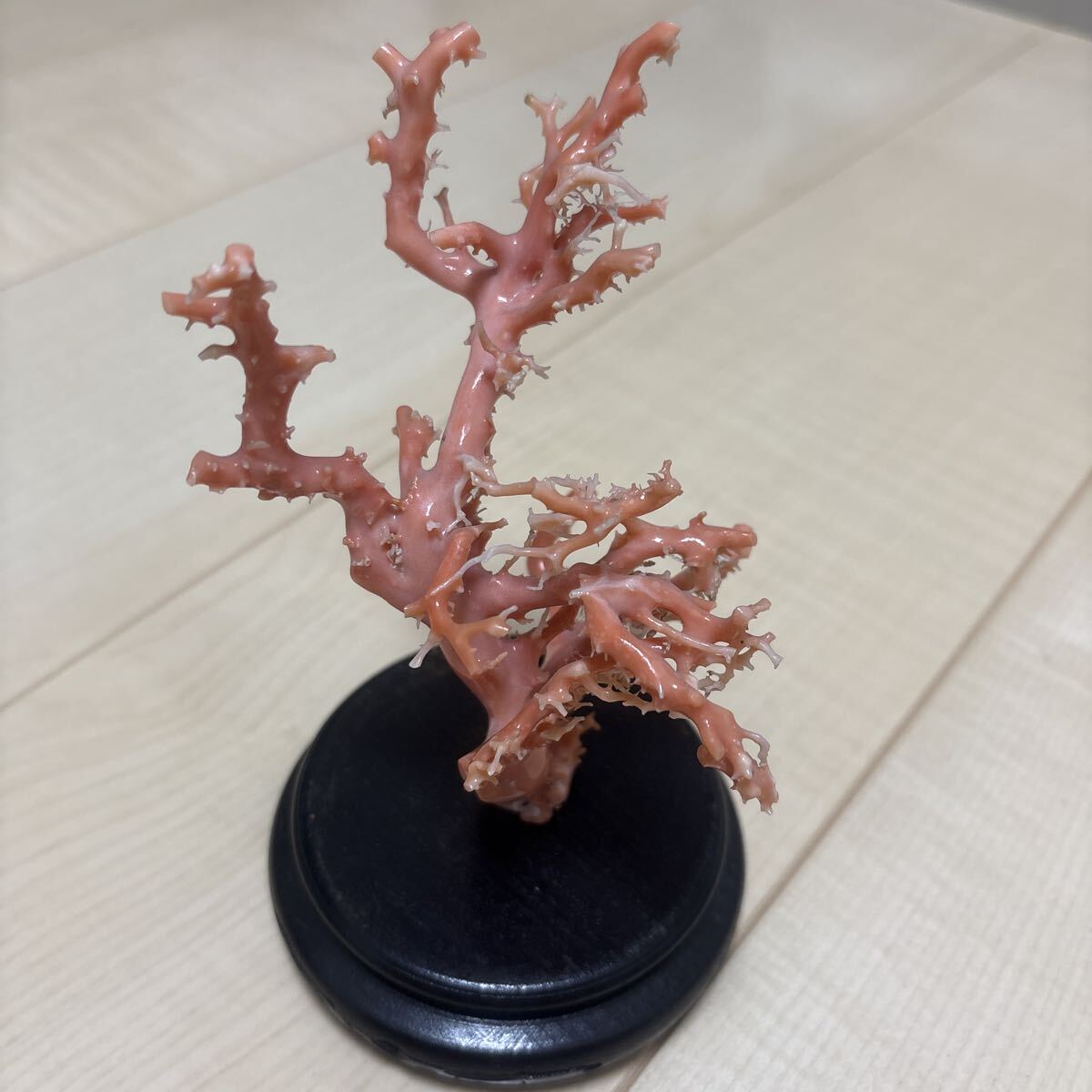 【珊瑚 オブジェ】赤珊瑚 枝 珊瑚 写真立て インテリア アンティーク 珊瑚 オブジェ】赤珊瑚 枝 珊瑚 写真立て インテリア アンティーク