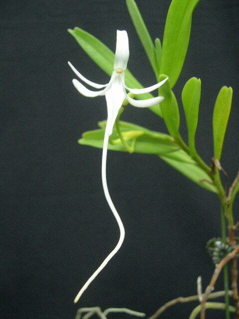 2025年最新】Yahoo!オークション -洋蘭 den(花、園芸)の中古品