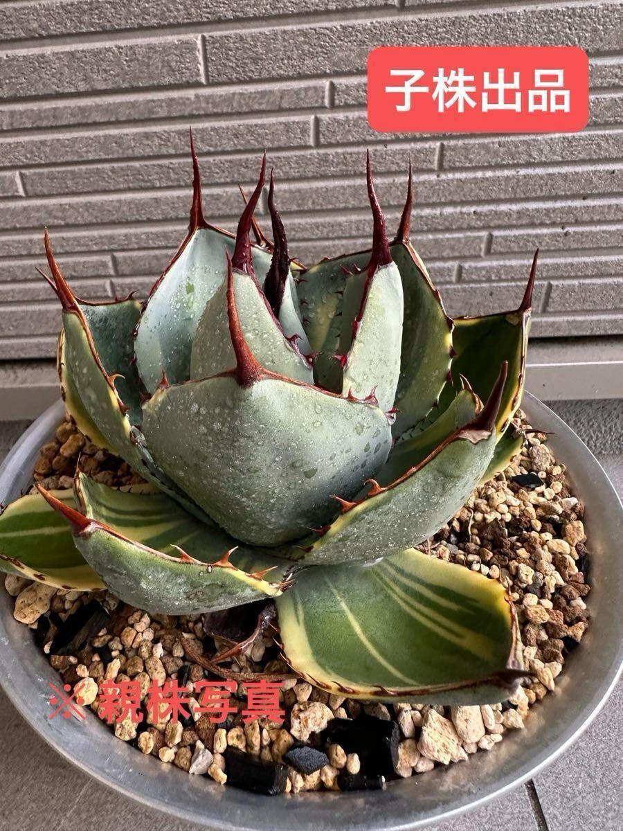 Yahoo!オークション -「アガベ パリー 斑入り」の落札相場・落札価格