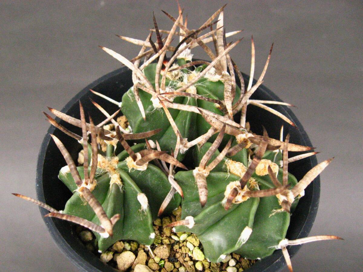 c*0様 オークション　サボテン　水牛大鳳玉　実生 サボテン◇黒水牛大鳳玉◇