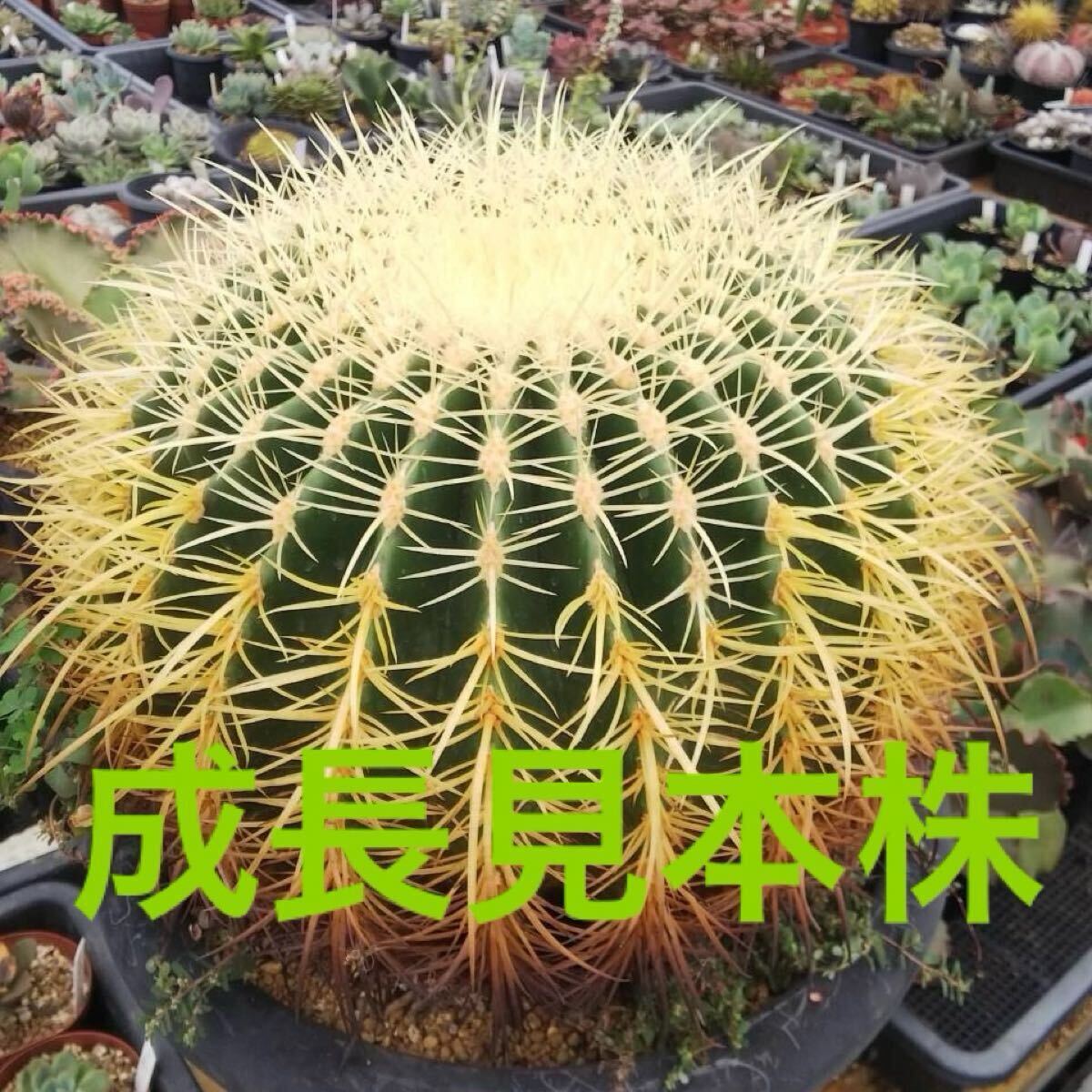 金鯱12号5月27日発送分 2024年5月27日 金鯱が咲いた | 姫路カクタスのサボテンブログ(Ameba)