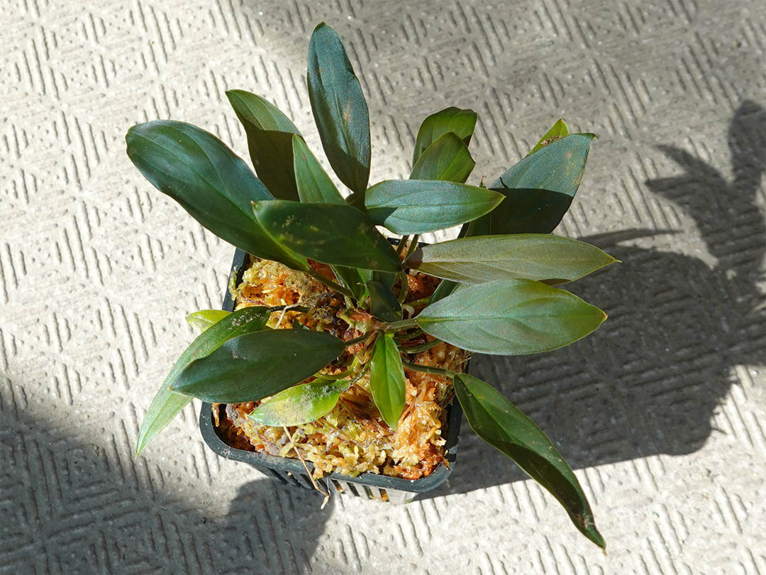 熱帯植物　PP便正規タグ付　ホマロメナsp.\" 紅明 \" 熱帯植物 PP便正規タグ付 ホマロメナsp. 紅明