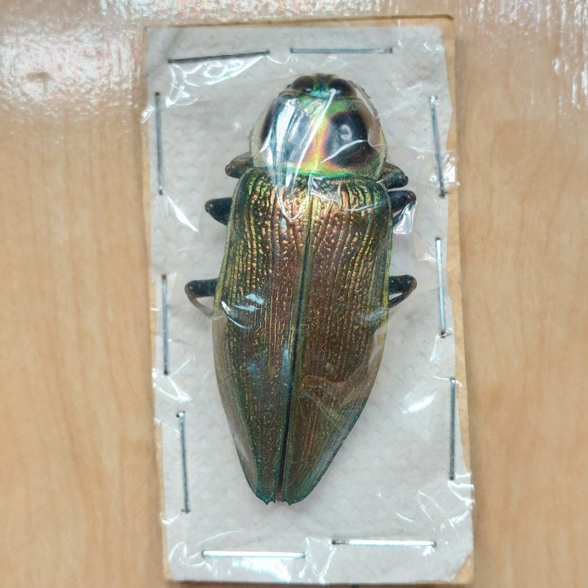 2025年最新】Yahoo!オークション -tama タマ(虫類)の中古品