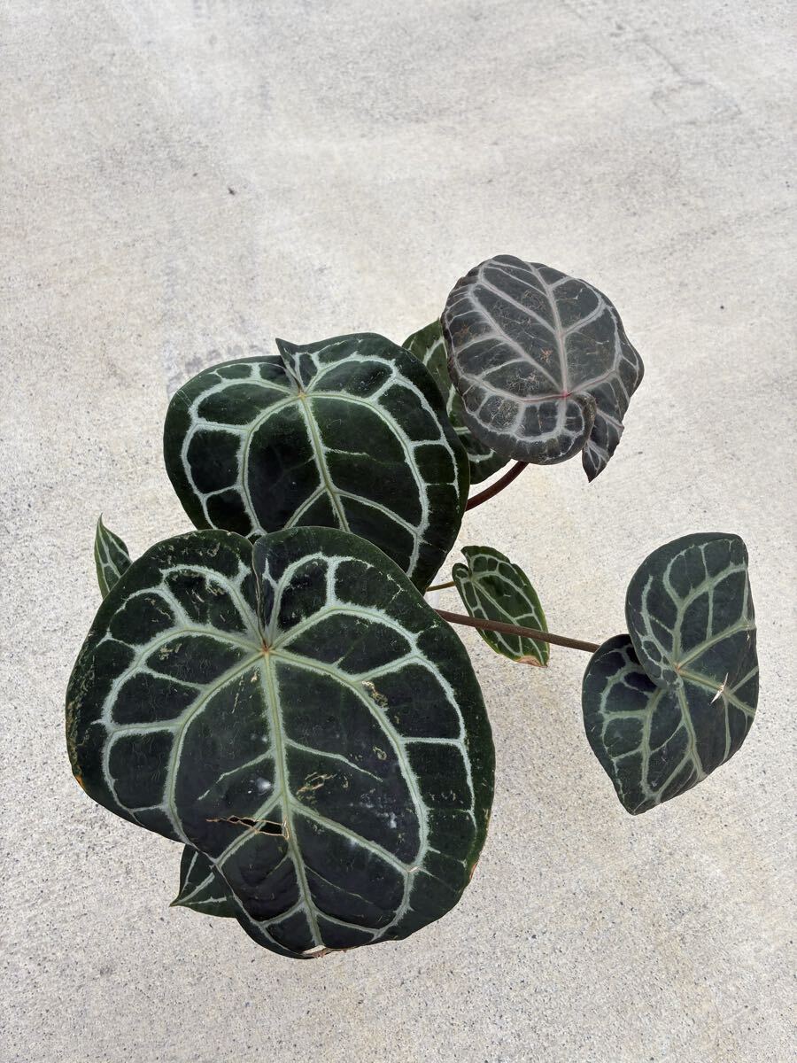 2025年最新】Yahoo!オークション -アンスリウム ミッシェル