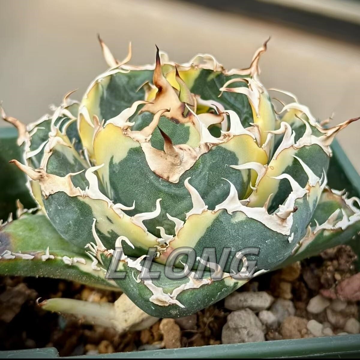 Yahoo!オークション -「アガベ 白鯨錦」(アガベ) (観葉植物)の