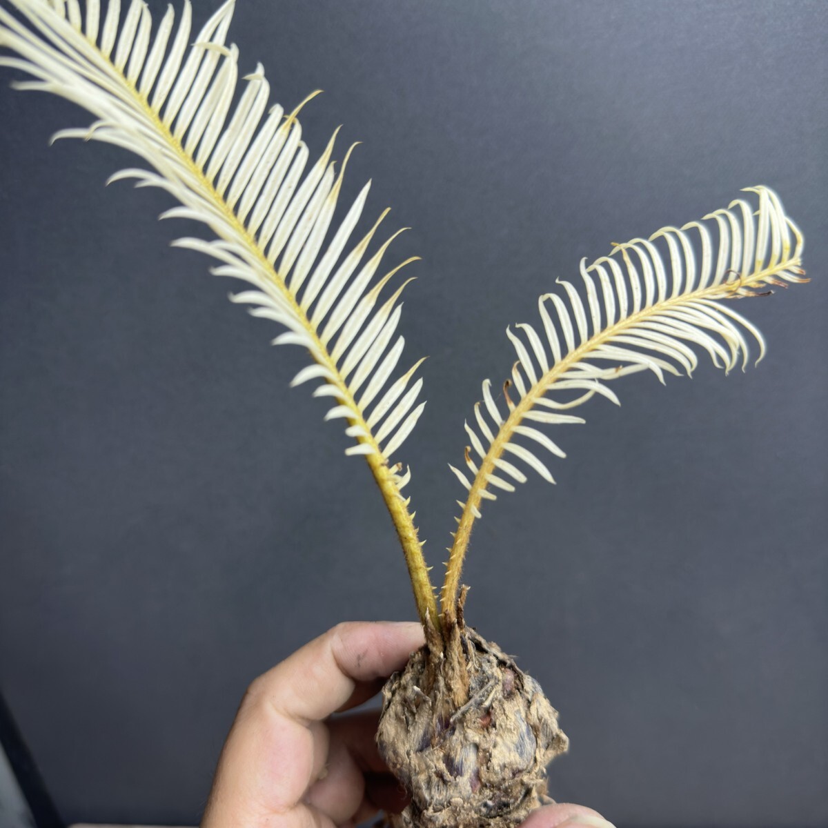 Yahoo!オークション -「ソテツ」(観葉植物) の落札相場・落札価格