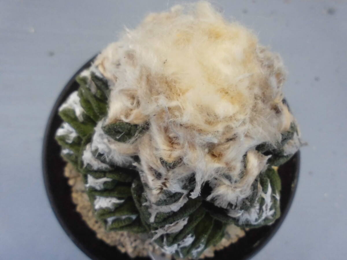 Yahoo!オークション -「亀甲ヒントニー」の落札相場・落札価格