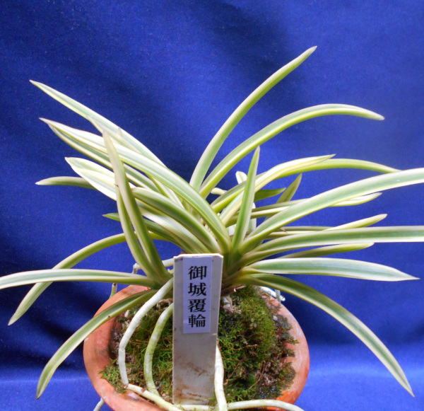 富貴蘭 御城覆輪 フウキラン 20本以上 大株 群生 白覆輪 ラン 盆栽 富貴蘭 御城覆輪 フウキラン 20本以上 大株 群生 白覆輪 ラン 盆栽